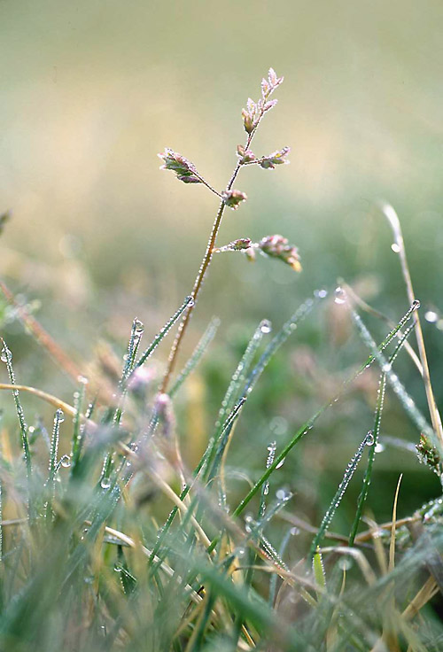 野の花365日 その日の花 3月10日