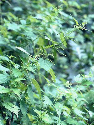 イラクサ 植物検索 撮れたてドットコム