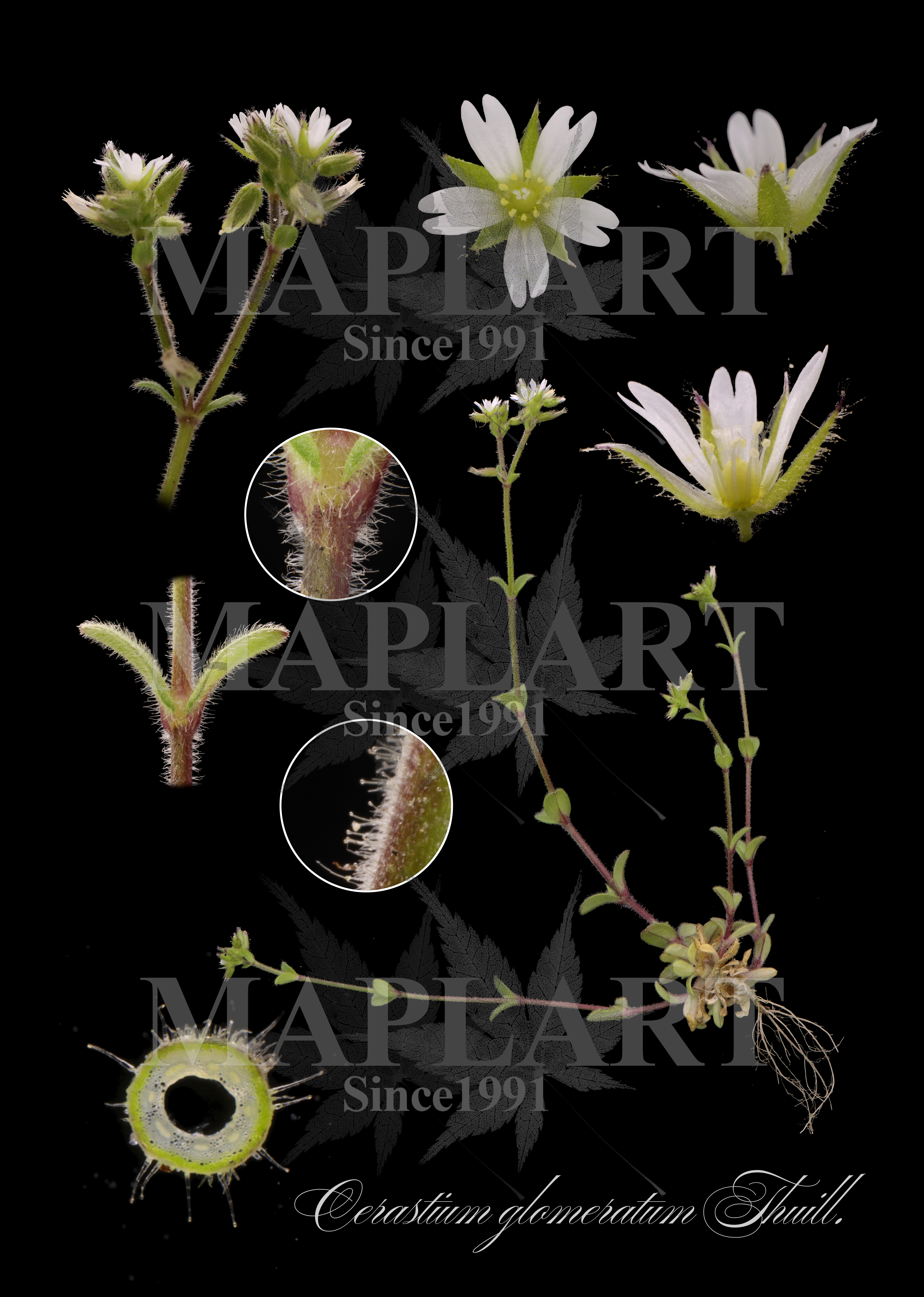 botanical photo