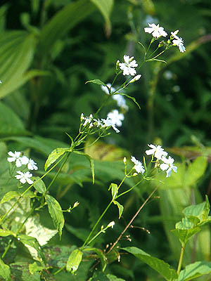 センジュガンピ 植物検索 撮れたてドットコム