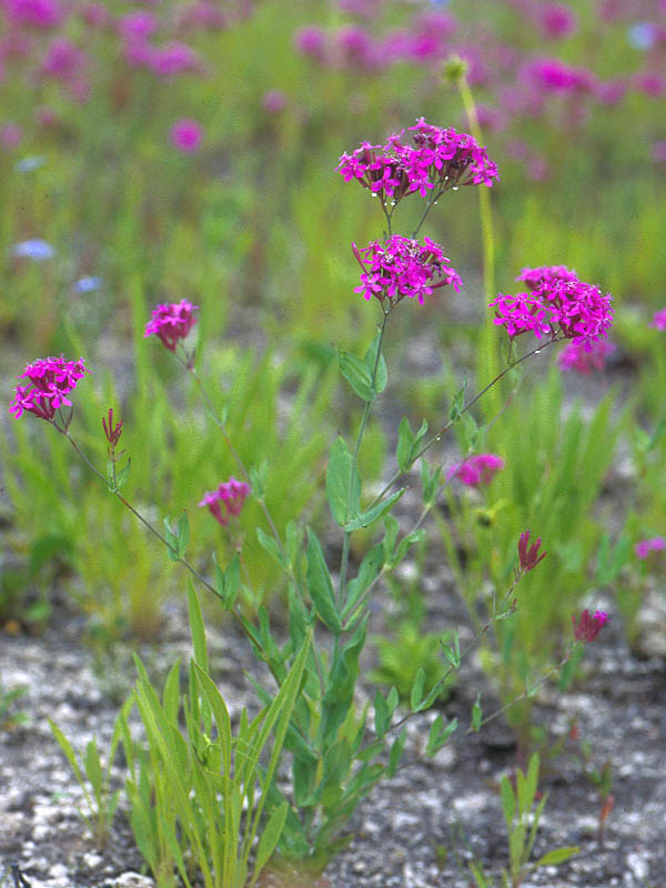 ムシトリナデシコ 植物検索 撮れたてドットコム