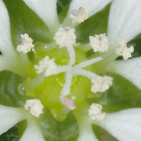 比較画面「白い小さな星状の花（人里編） 」へ