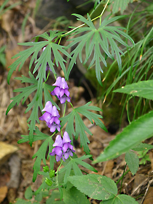 ヒダカトリカブト 植物検索 撮れたてドットコム