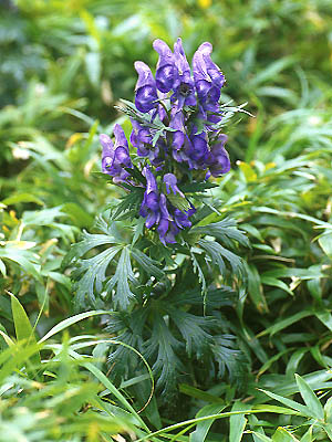 ヤマトリカブト 植物検索 撮れたてドットコム