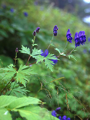 ホソバトリカブト 植物検索 撮れたてドットコム