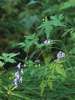 エゾトリカブト 植物検索 撮れたてドットコム