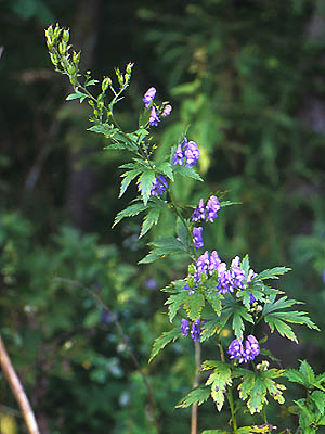 エゾトリカブト 植物検索 撮れたてドットコム