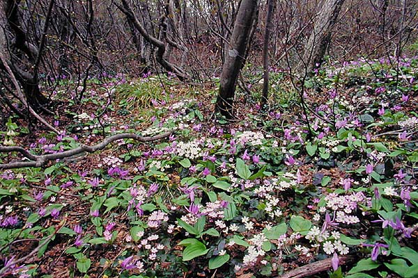 ミスミソウ 植物検索 撮れたてドットコム