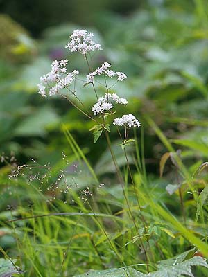 ミヤマカラマツ 植物検索 撮れたてドットコム