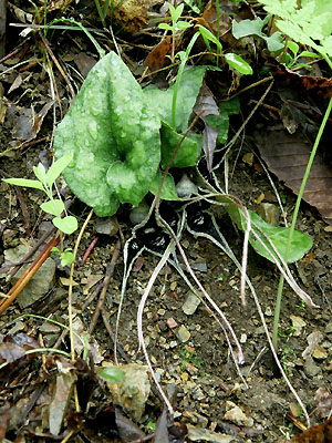 オナガカンアオイ 植物検索 撮れたてドットコム