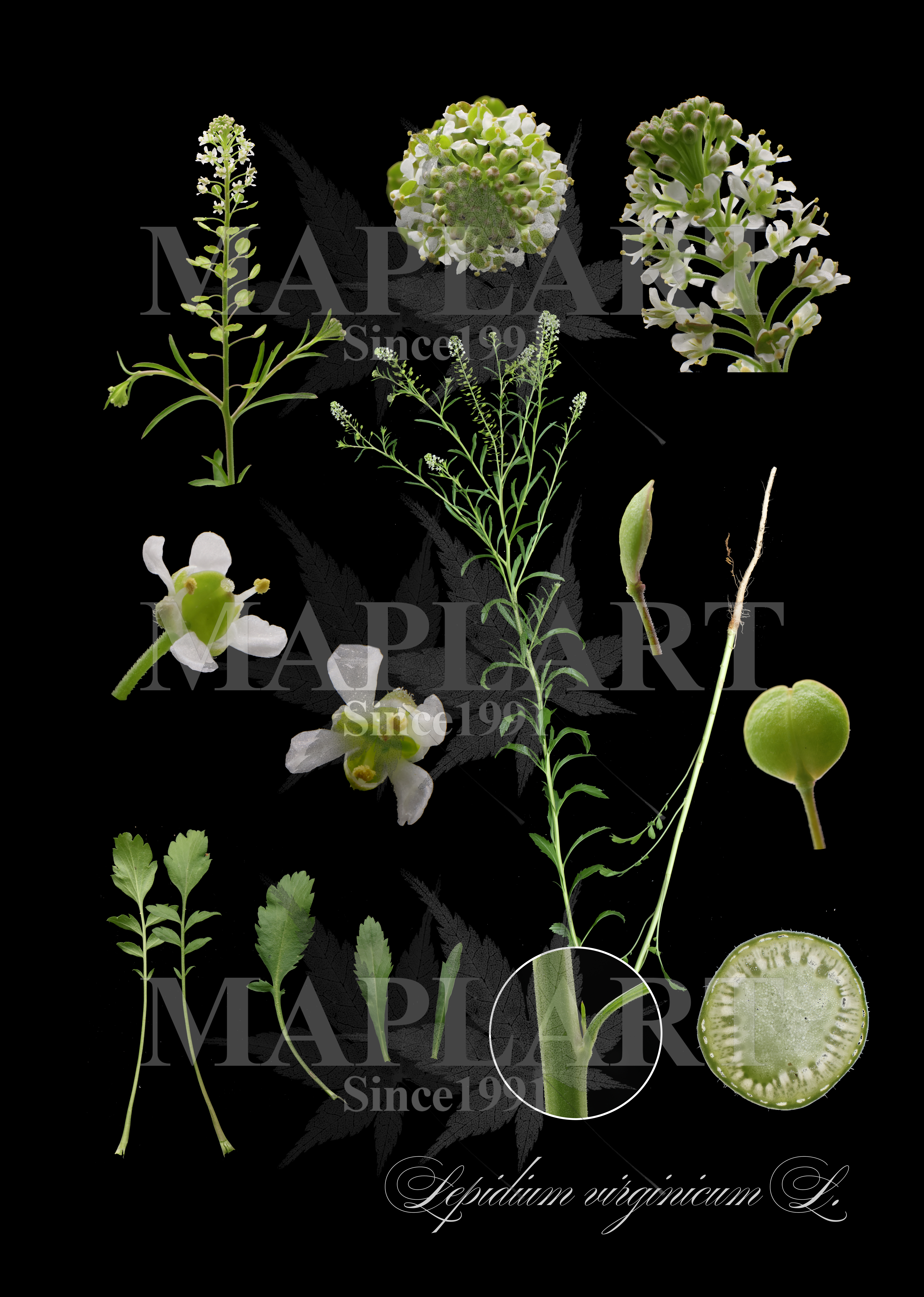 botanical photo