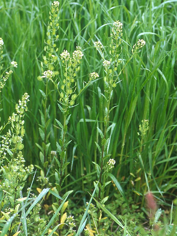 グンバイナズナ 植物検索 撮れたてドットコム