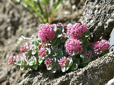 ヒダカミセバヤ 植物検索 撮れたてドットコム