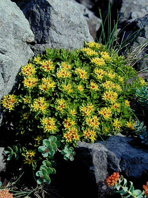 エゾノキリンソウ 植物検索 撮れたてドットコム