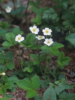 シロバナノヘビイチゴ 植物検索 撮れたてドットコム