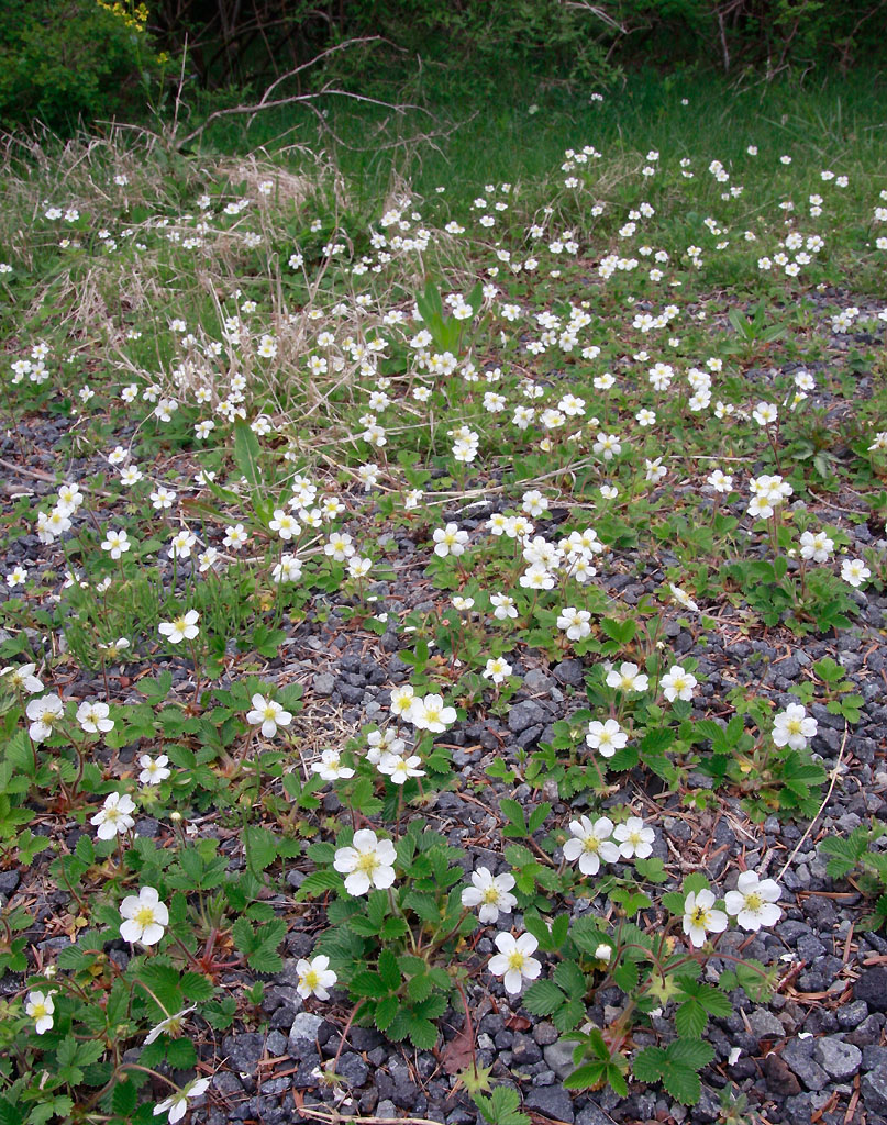 シロバナノヘビイチゴ 植物検索 撮れたてドットコム