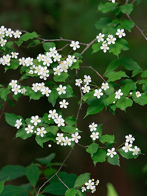 カマツカ 植物検索 撮れたてドットコム