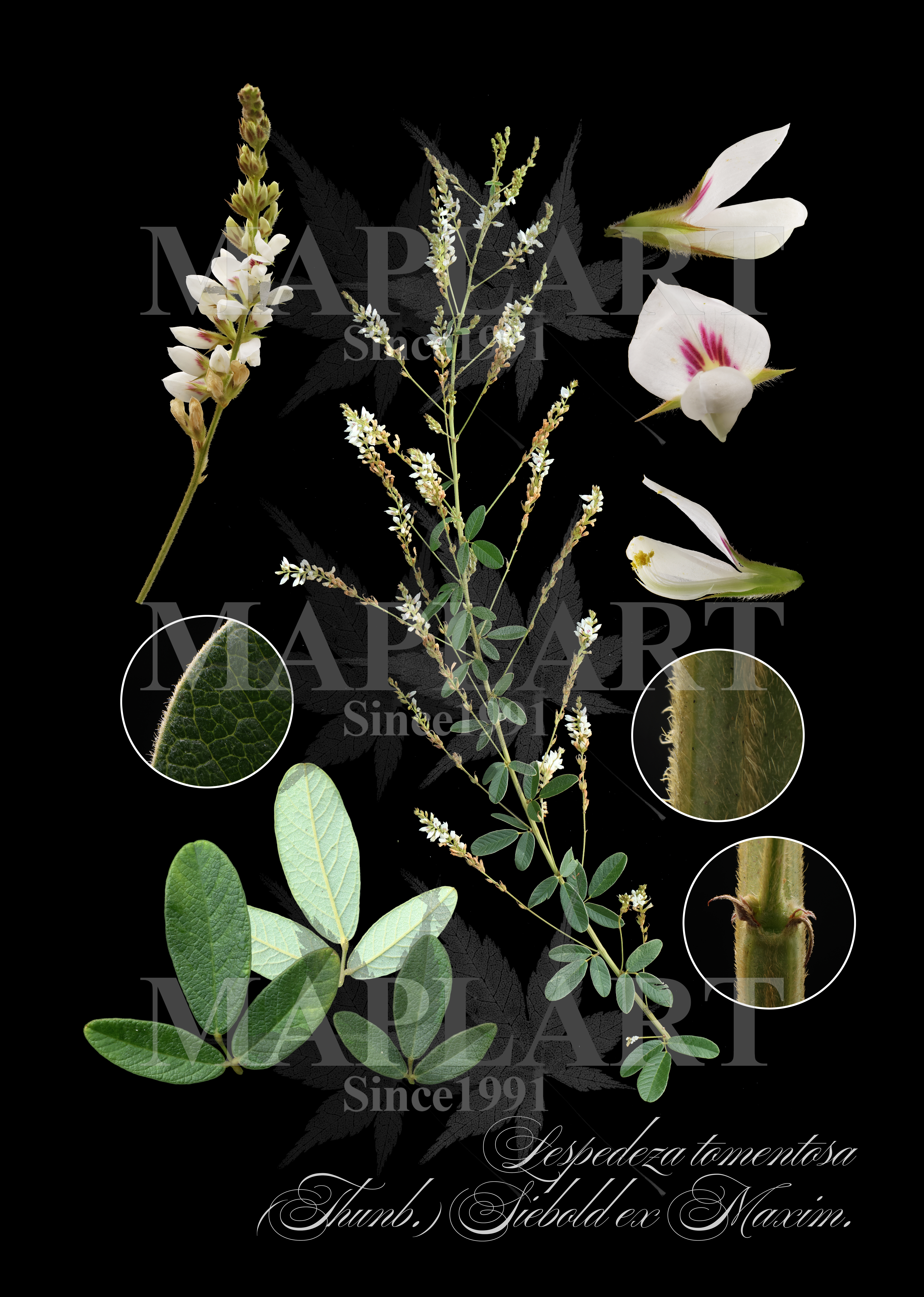 botanical photo
