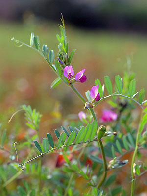 カラスノエンドウ 植物検索 撮れたてドットコム