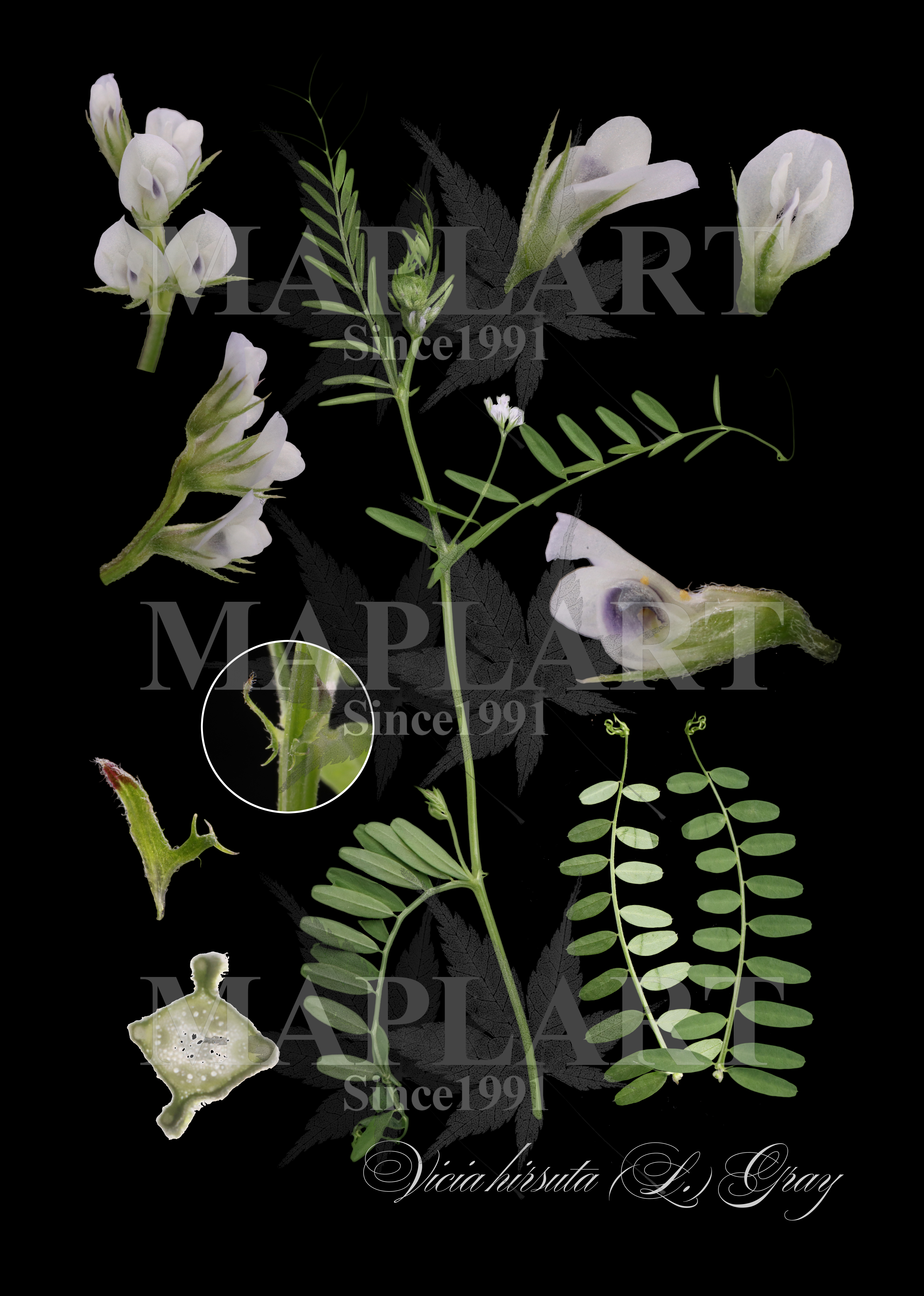botanical photo