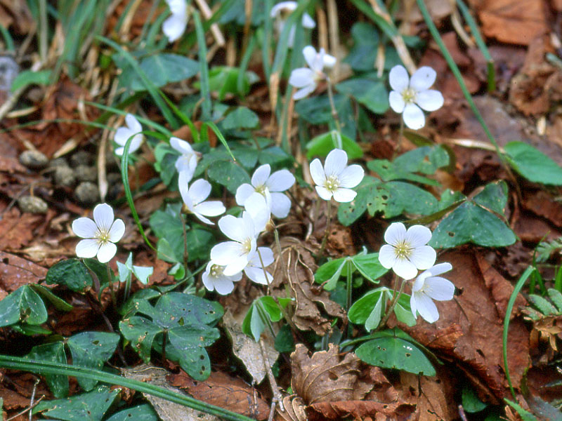 ミヤマカタバミ 植物検索 撮れたてドットコム