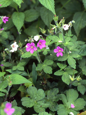 ゲンノショウコ 植物検索 撮れたてドットコム