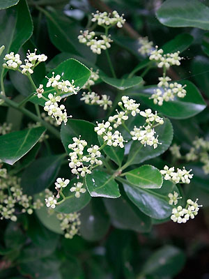 マサキ 植物検索 撮れたてドットコム