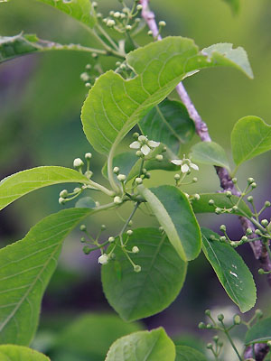 マユミ 植物検索 撮れたてドットコム