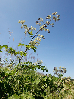 ウド 植物検索 撮れたてドットコム