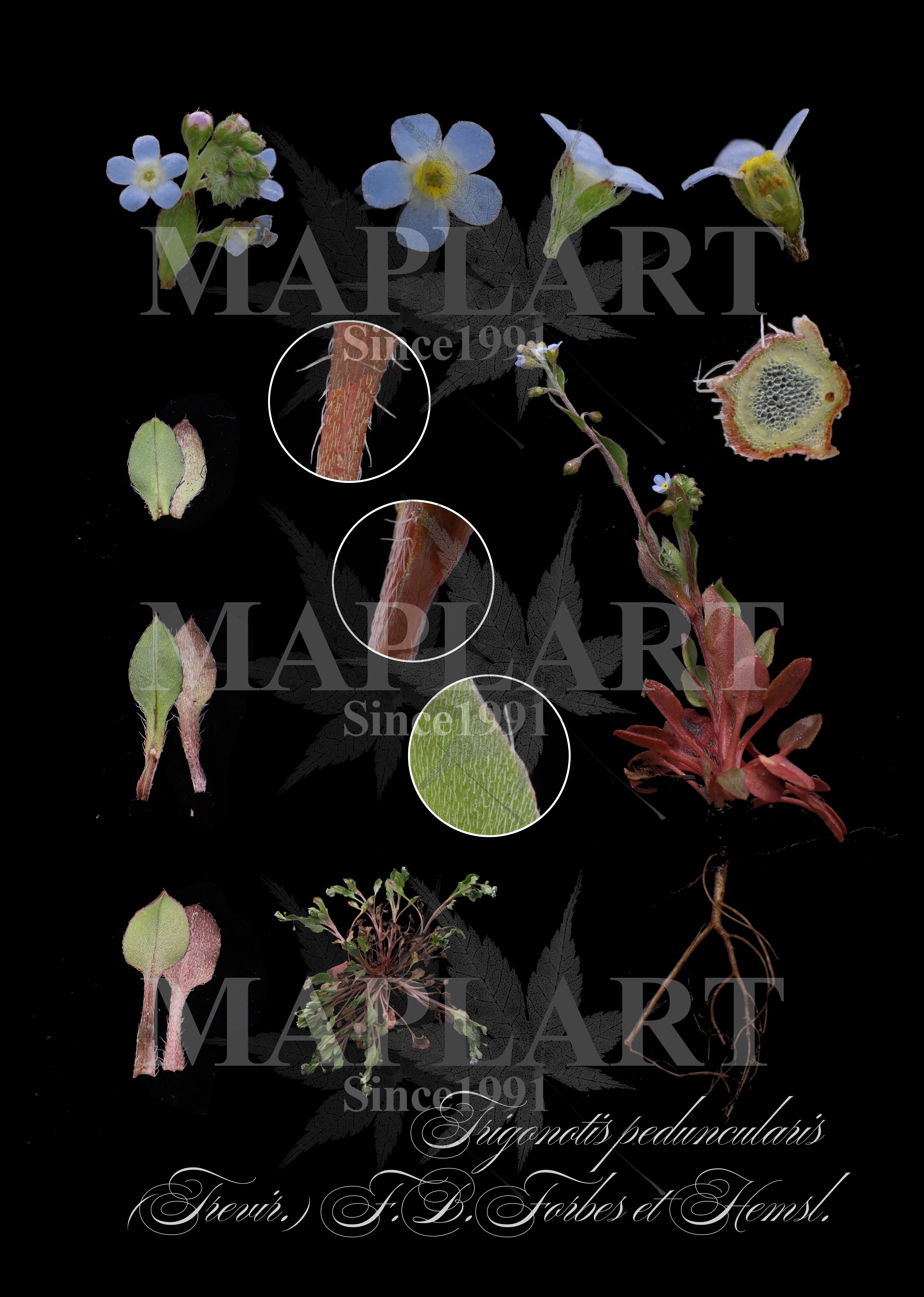 botanical photo