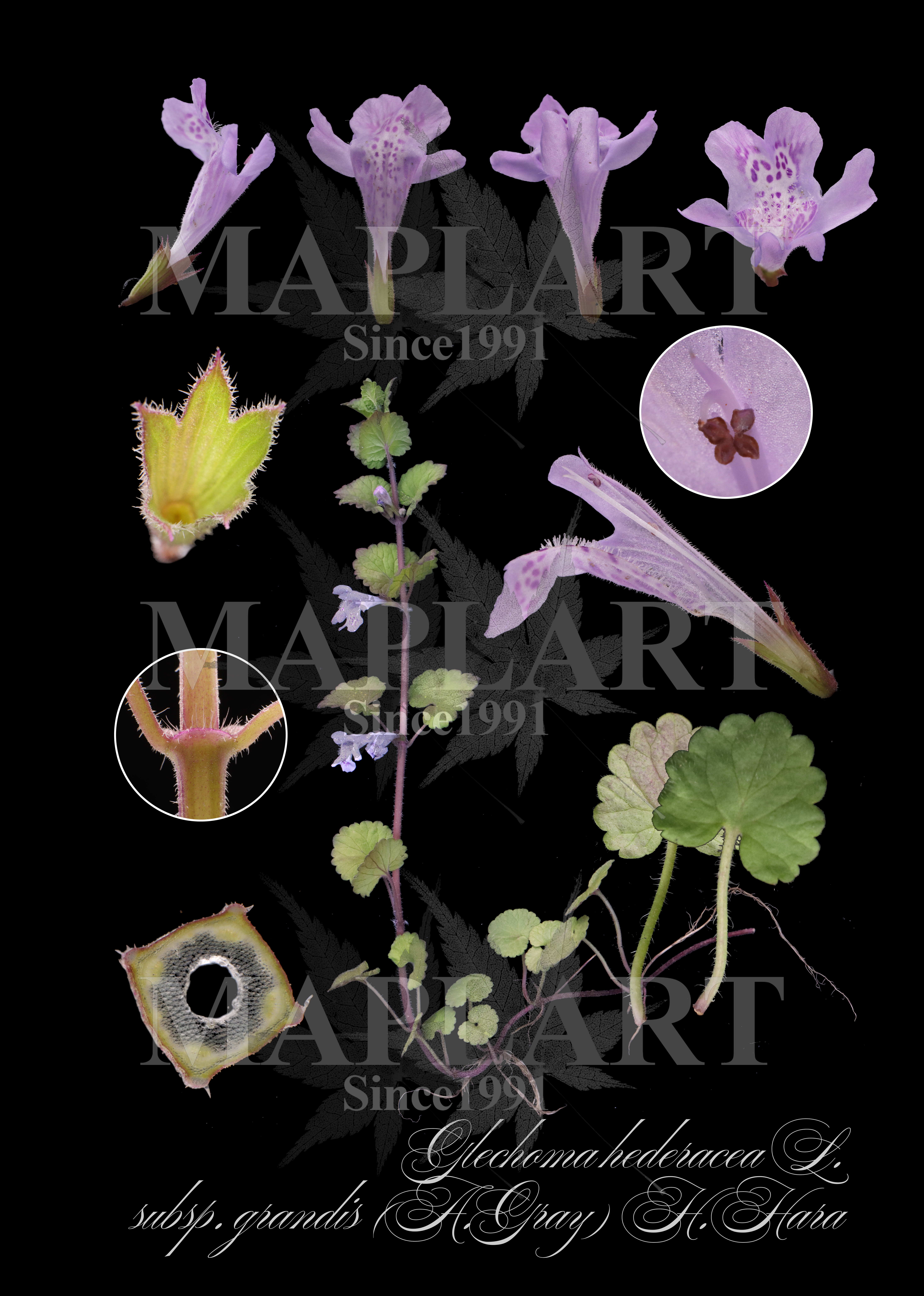 botanical photo