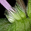 zgPmU ڍ׉ʂ