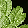 zgPmU ڍ׉ʂ