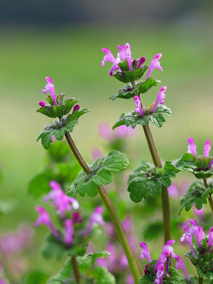 ホトケノザ 植物検索 撮れたてドットコム