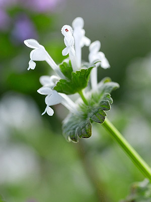 ホトケノザ 植物検索 撮れたてドットコム