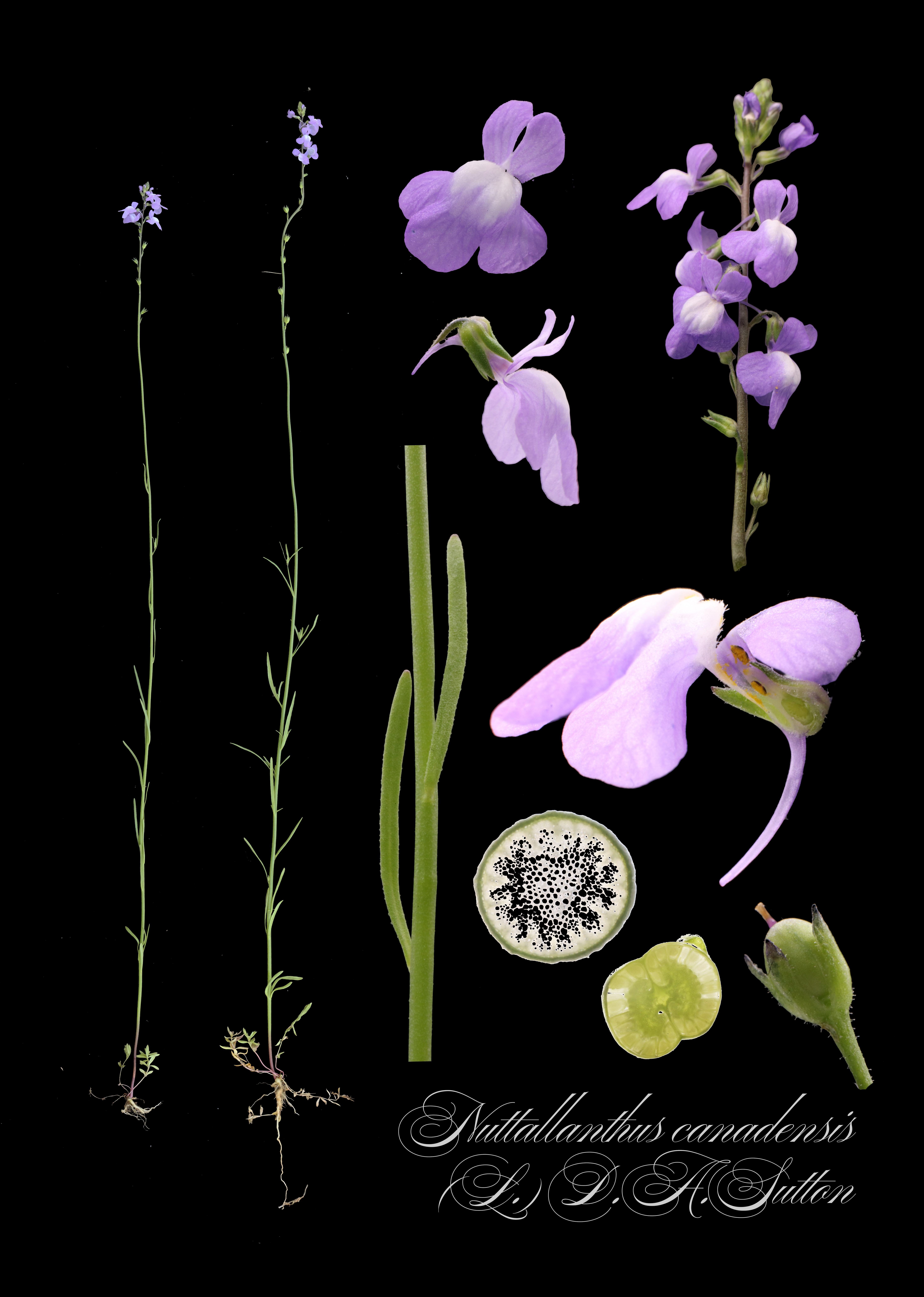 botanical photo
