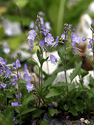 ミヤマクワガタ 植物検索 撮れたてドットコム