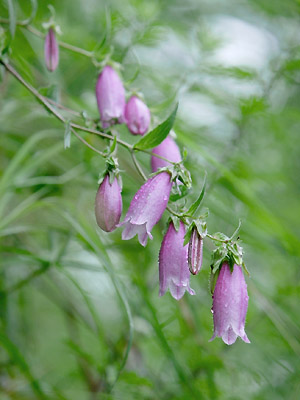 ヤマホタルブクロ 植物検索 撮れたてドットコム