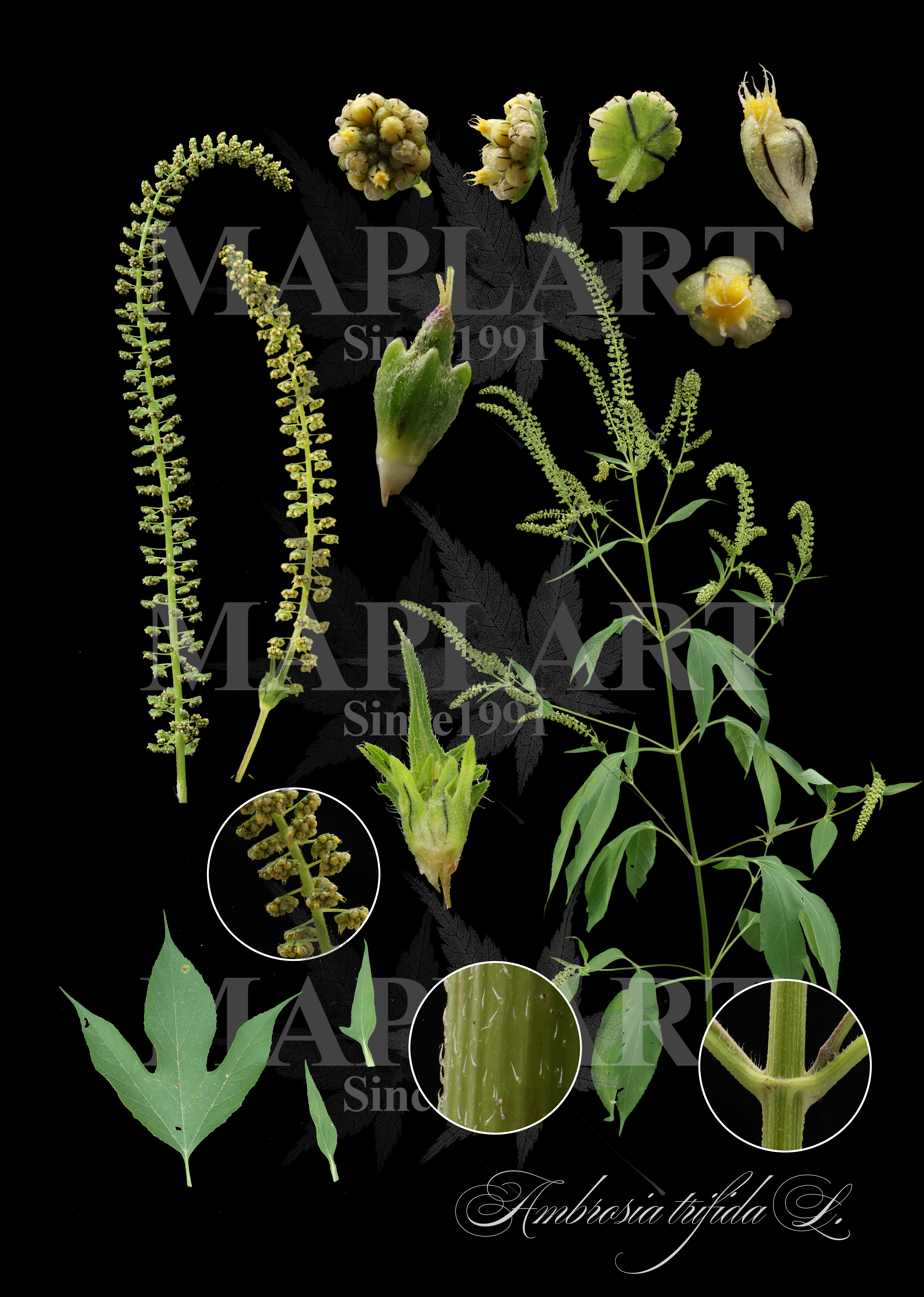 botanical photo
