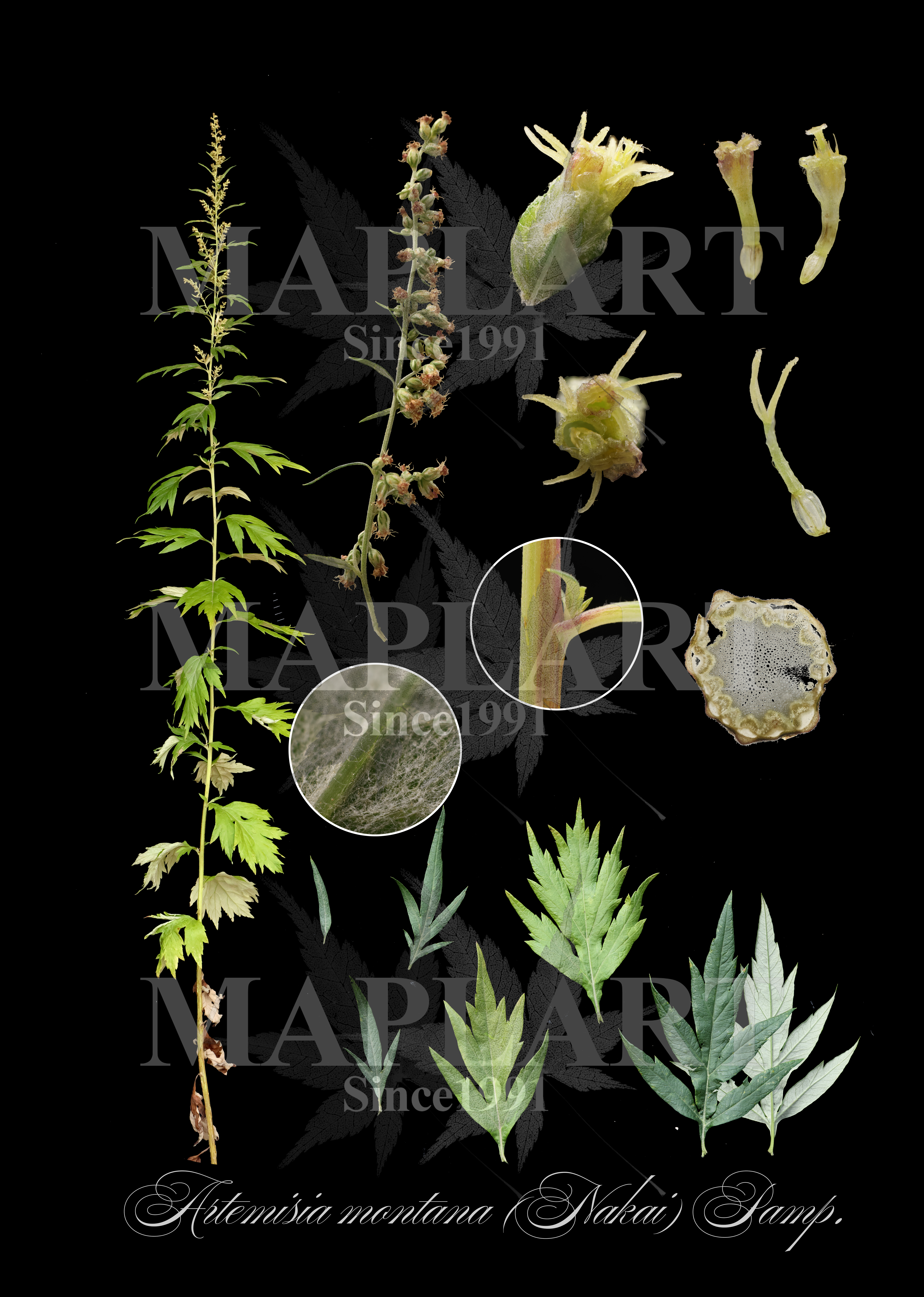 botanical photo