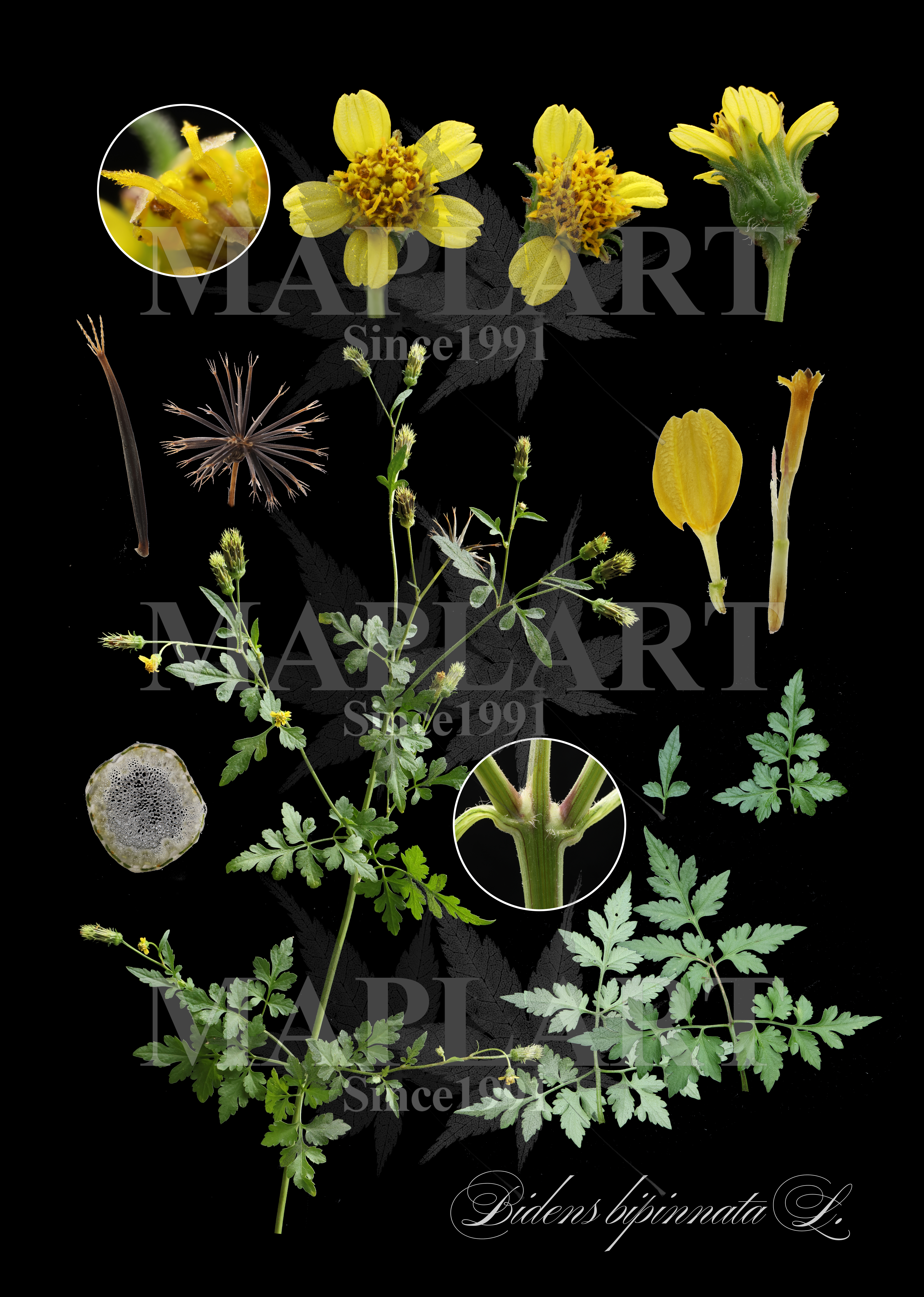 botanical photo