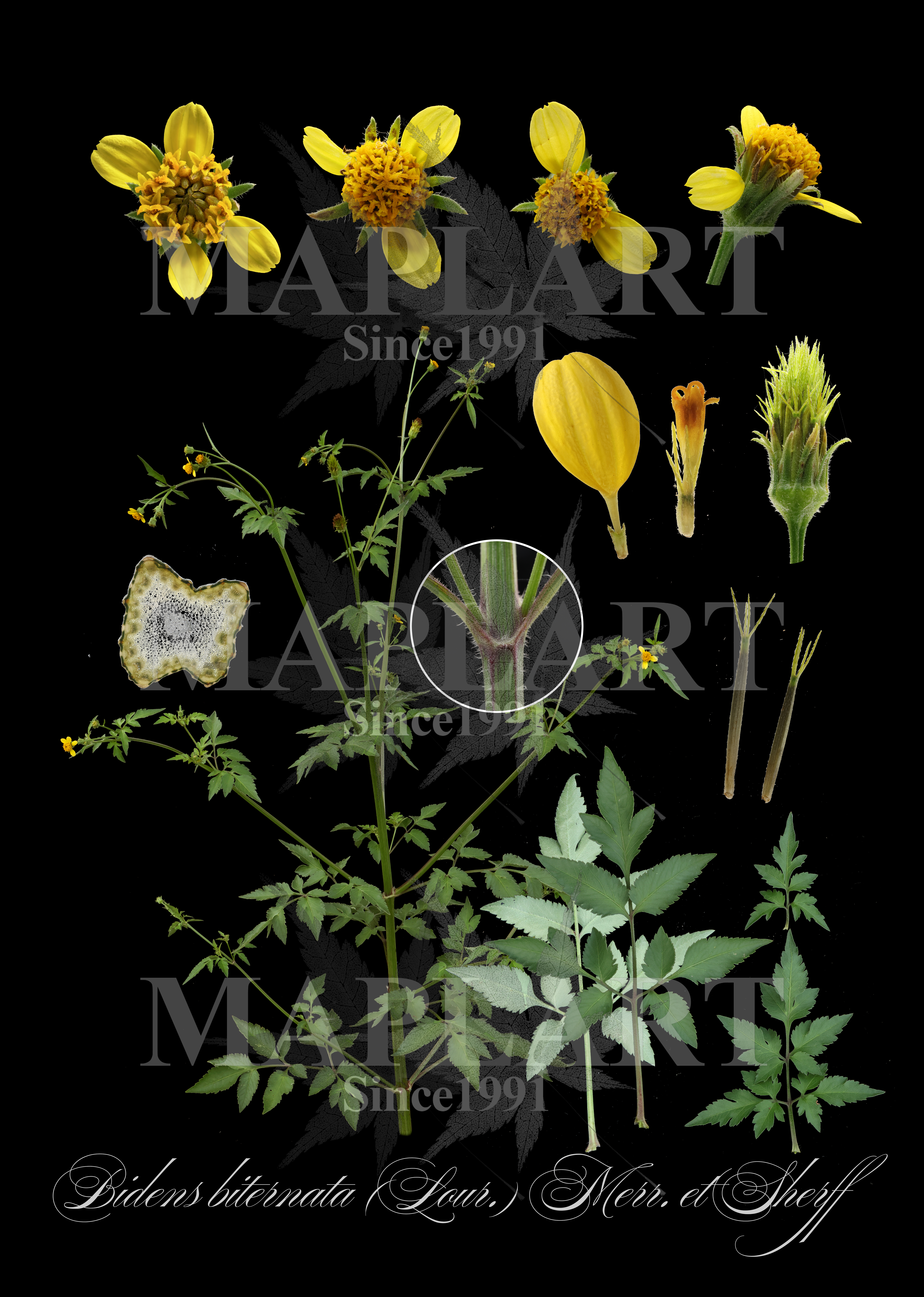 botanical photo