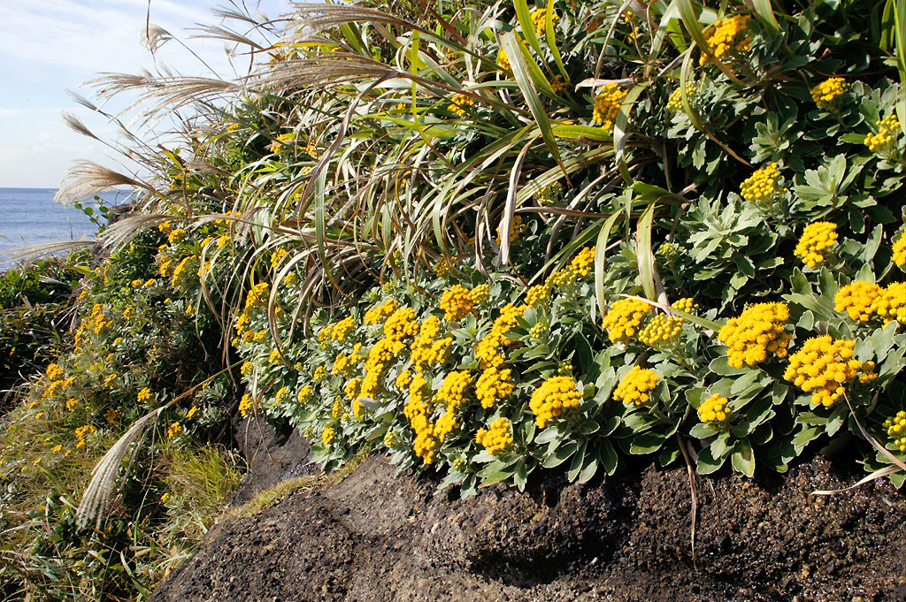 イソギク 植物検索 撮れたてドットコム