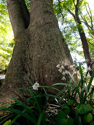 オオバジャノヒゲ 植物検索 撮れたてドットコム