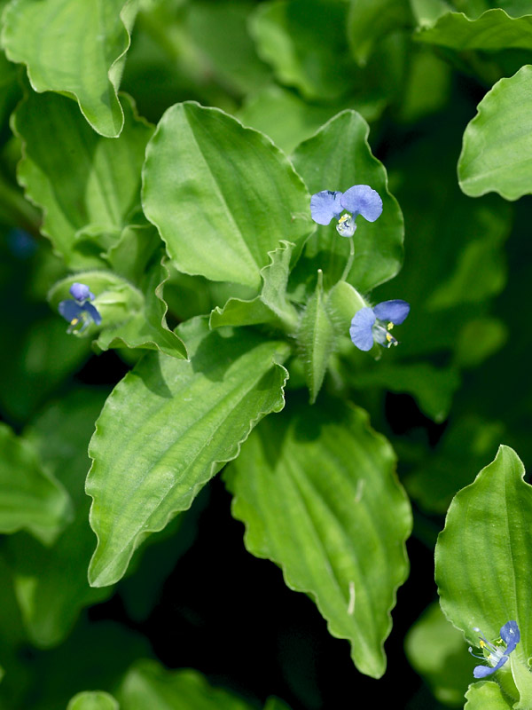 マルバツユクサ 植物検索 撮れたてドットコム