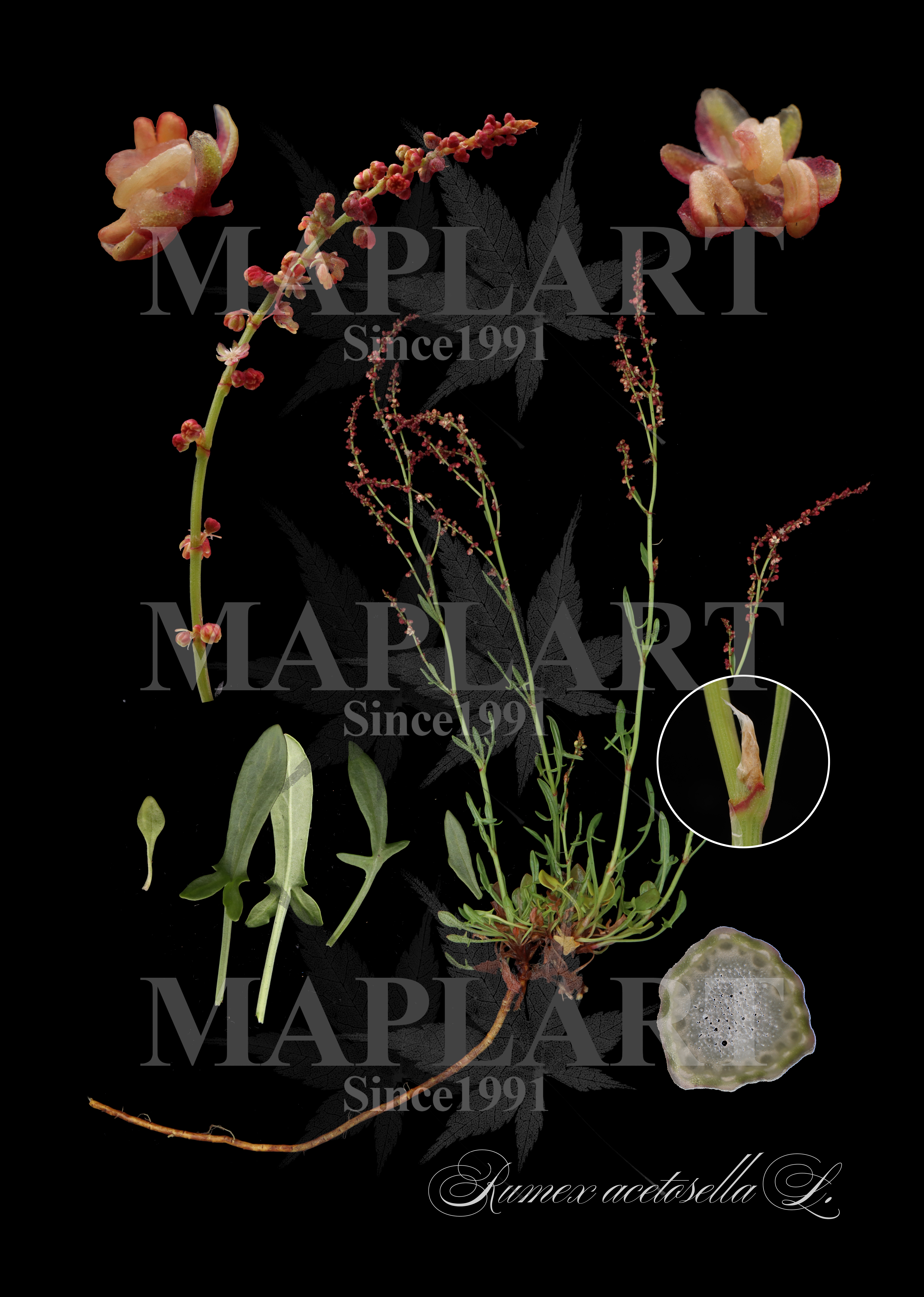 botanical photo