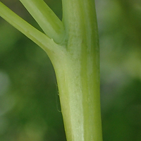 rʁu v