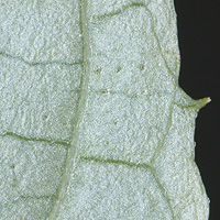 rʁu v