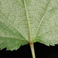 rʁu v