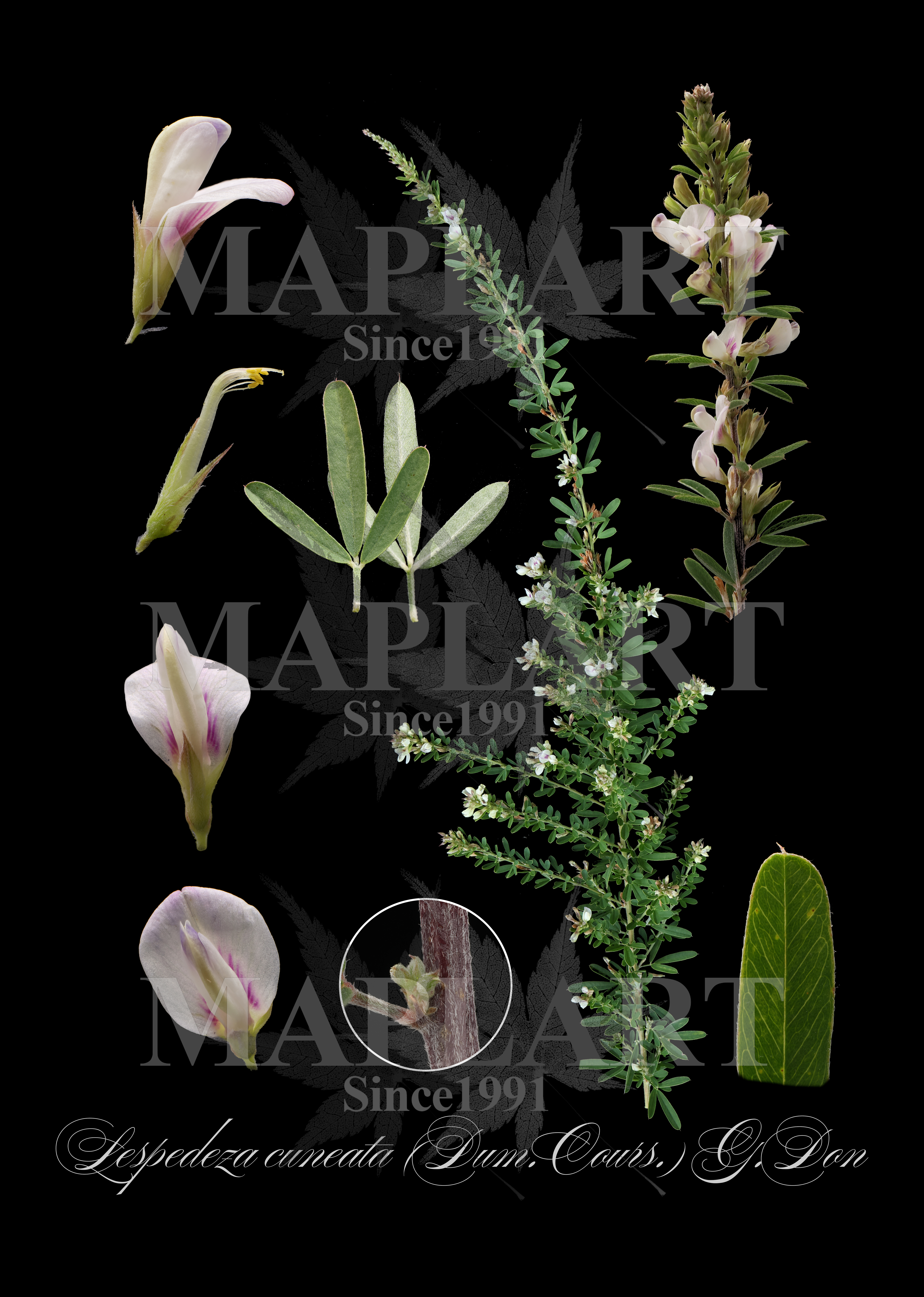 botanical photo